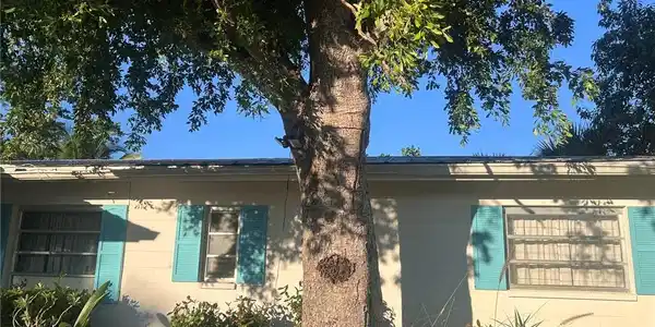 1906 Ibis LN