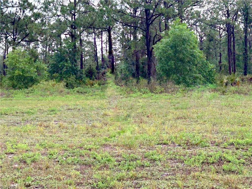 Image 2: View of local wilderness