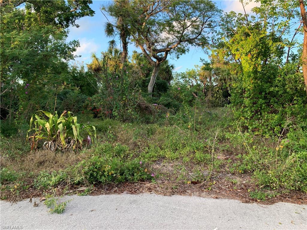 Image 2: View of local wilderness
