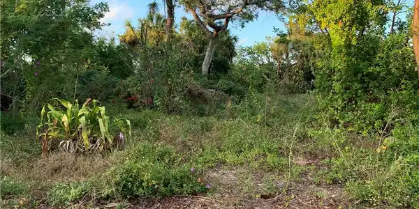 Image 2: View of local wilderness