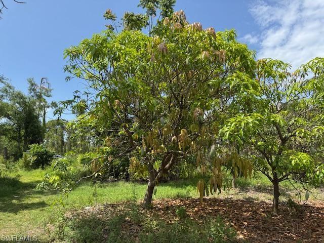 Image 1: View of nature