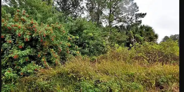 Image 4: View of nature