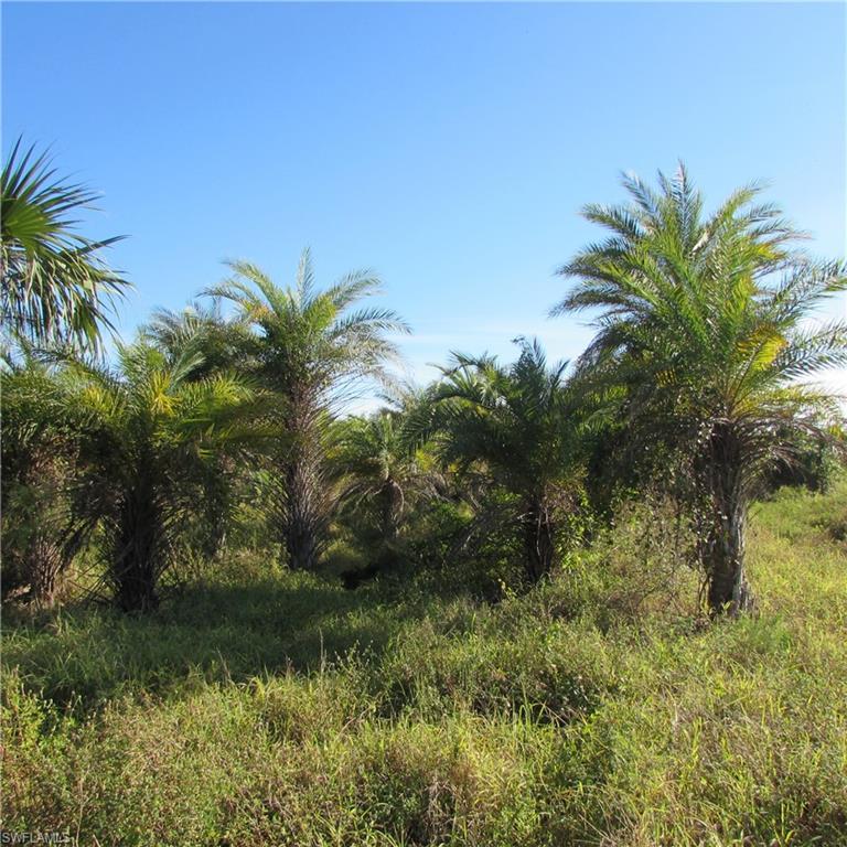 Image 3: View of local wilderness