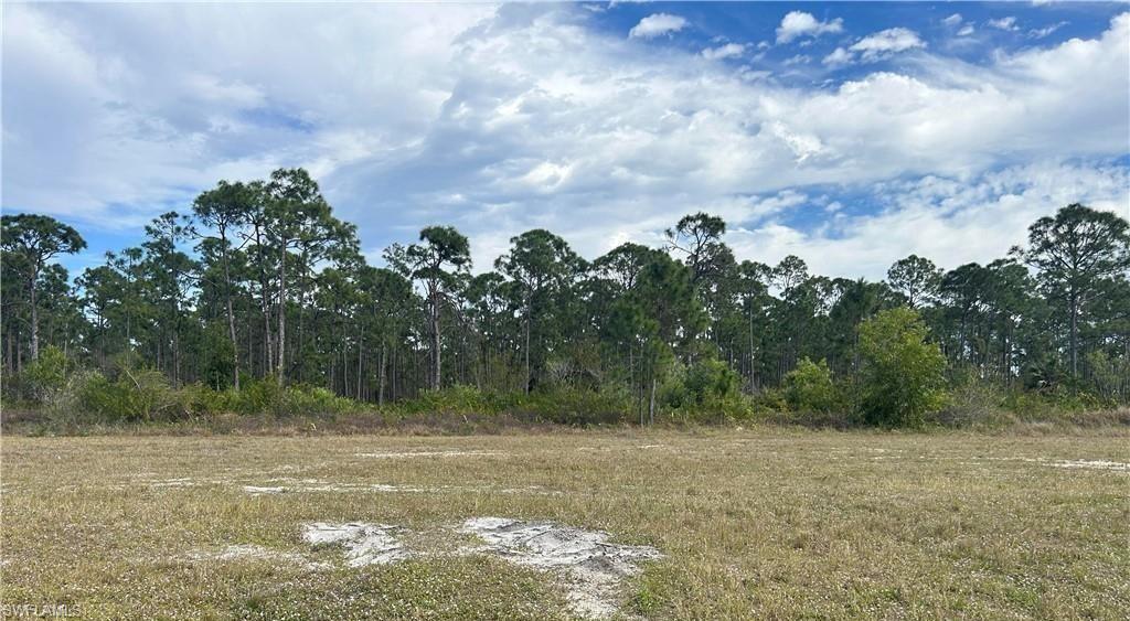 Image 3: View of tree filled area