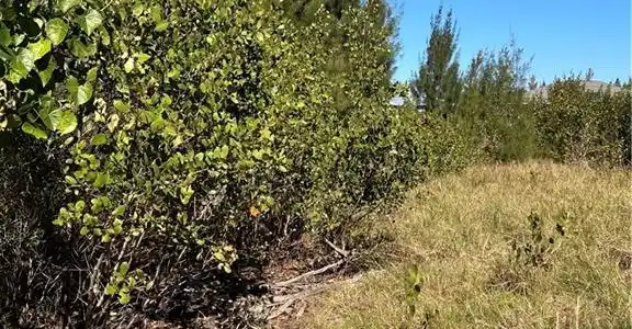 Image 3: View of undeveloped land