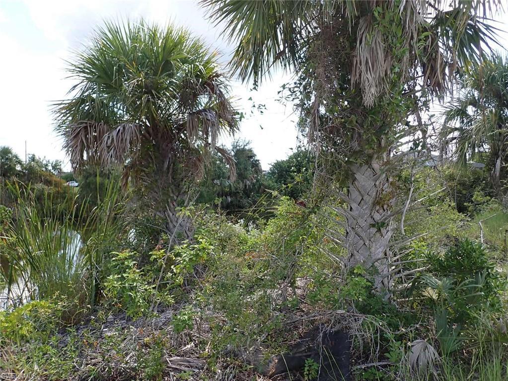 Image 4: View of undeveloped land