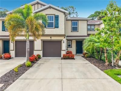 15121 Piping Plover CT