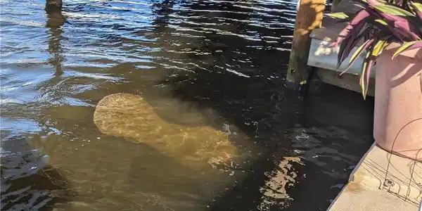 Image 4: Manatee