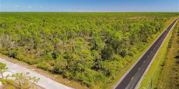 Image 3: Bird's eye view of a forest