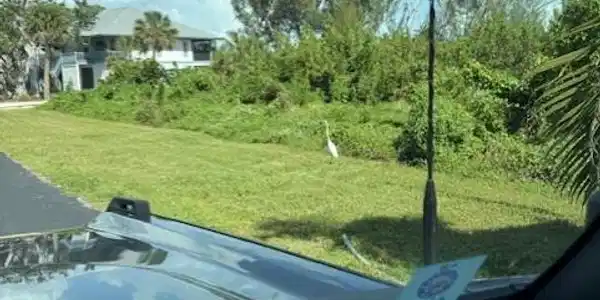 Image 2: Front yard