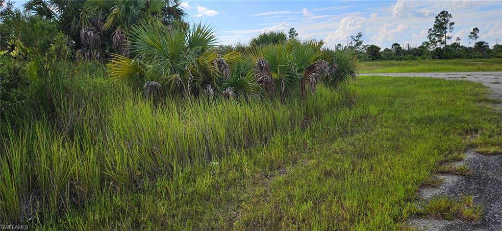 Image 3: View of undeveloped land