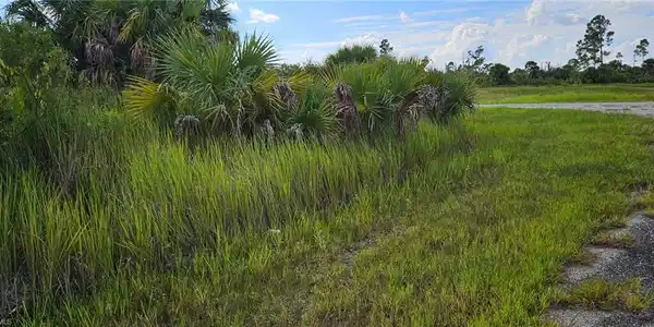 Image 3: View of undeveloped land