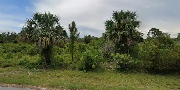 Image 3: View of local wilderness