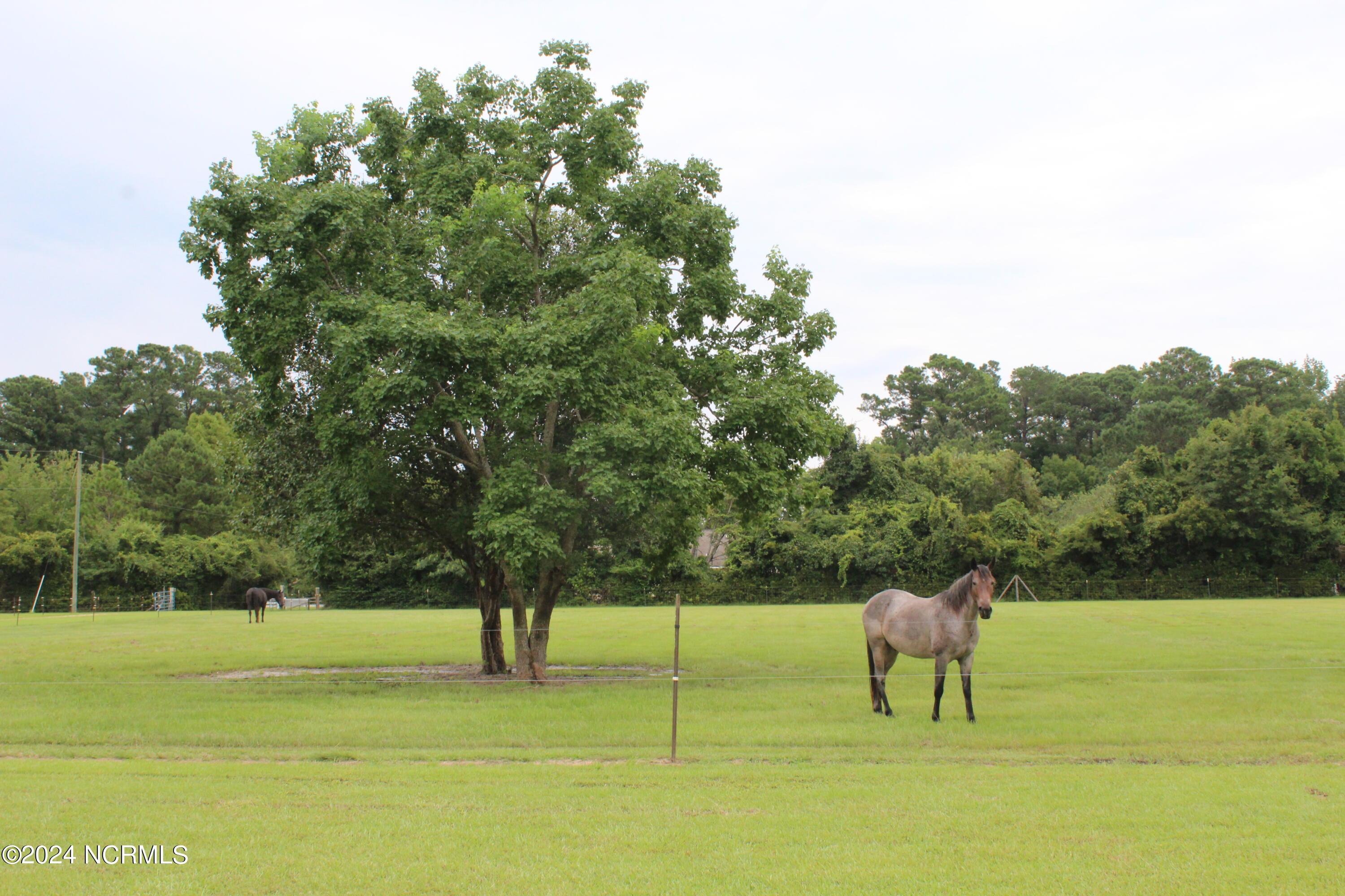 Image 3: pasture 1 View 1