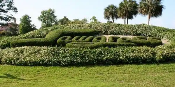Image 2: Sawgrass