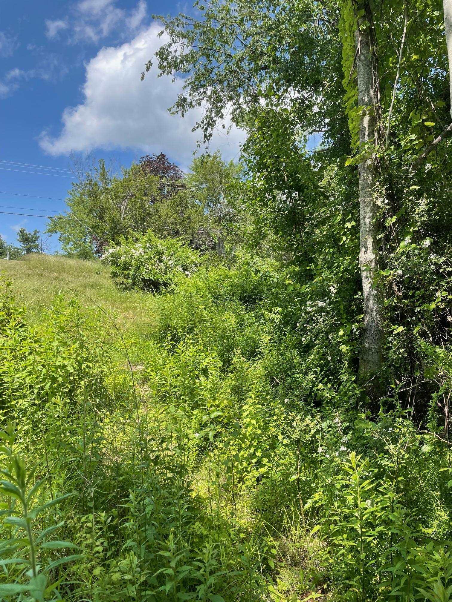 Image 1: View from edge of woods Image 1: View from edge of woods