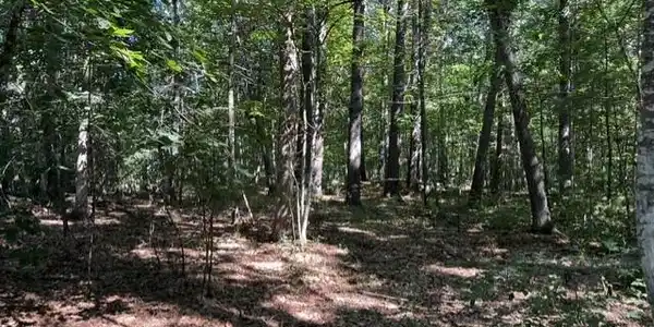 Image 2 Image 2