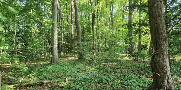Image 4 Image 4