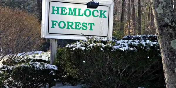 29 Hemlock Forest
