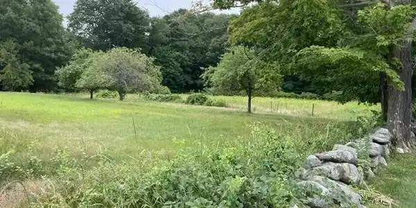 Image 2: Mature apple trees Image 2: Mature apple trees