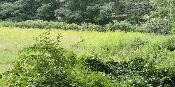 Image 4: A line of producing blueberry bushes . Image 4: A line of producing blueberry bushes .