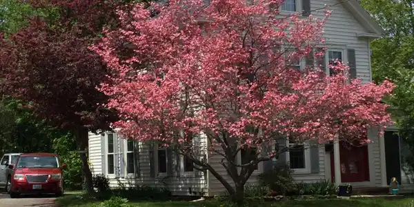 55 Belknap Street
