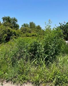 153 BURAS RIVER Road