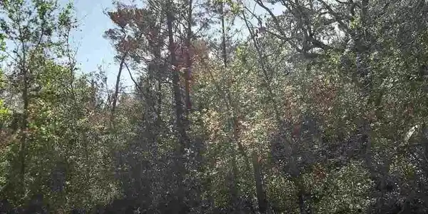LOT 5, BLOCK A Fair Oak Dr