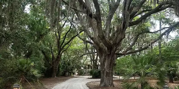 Image 4: Long private driveway with majestic oaks