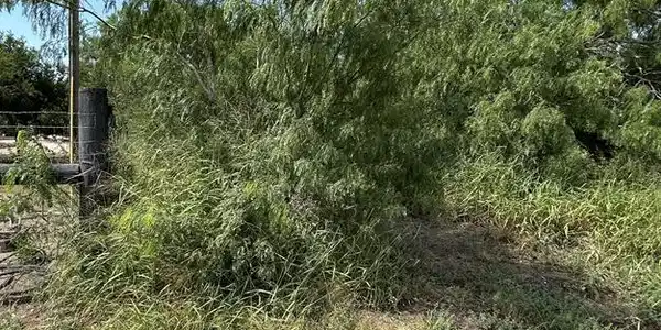 36661 Perez Rd., Bayview TX 78566