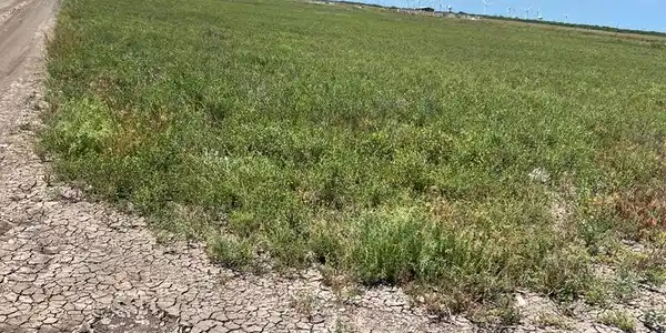 .5510 Acres Castilla Ave, Los Fresnos TX 78566
