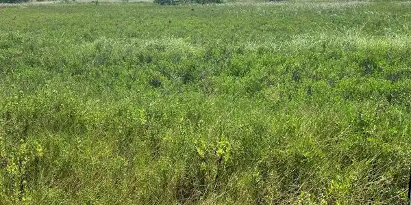 .1377 Acres Del Mar Ave., Los Fresnos TX 78569