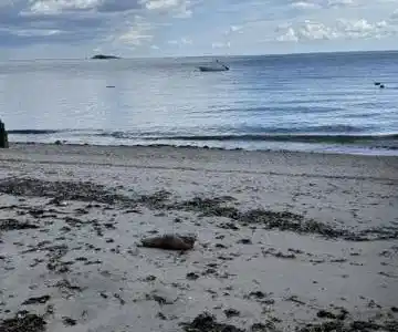 Image 2View: View from the private beachfront to the Southeast.