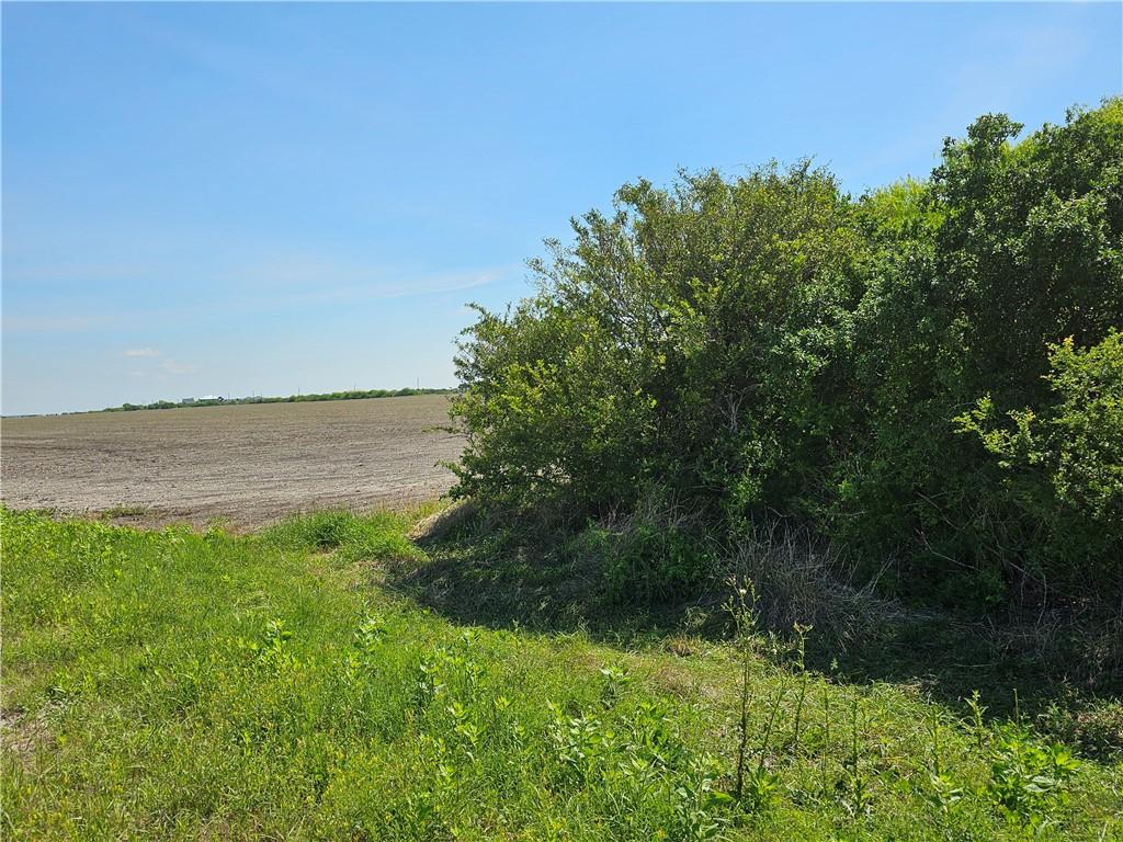 Image 3: Lots of trees