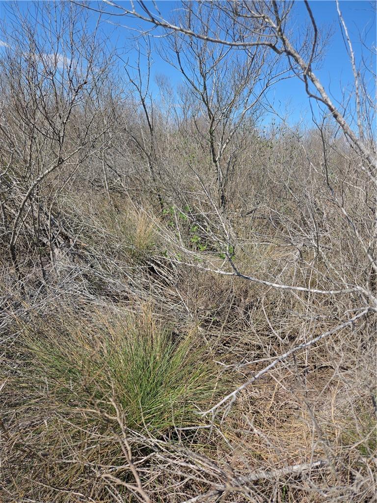 Image 4: Thick brush in some areas
