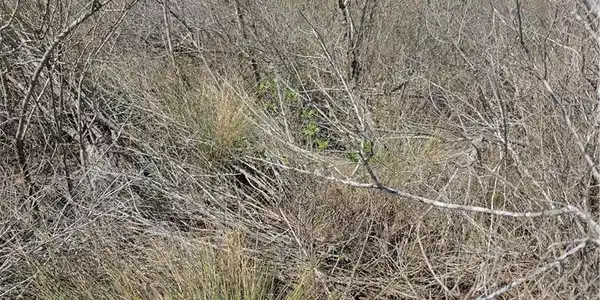 Image 4: Thick brush in some areas
