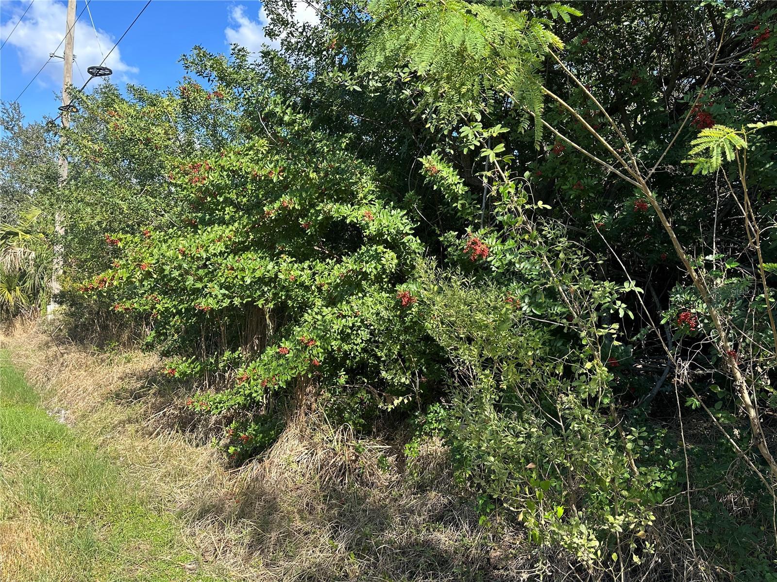 Image 4 Image 4