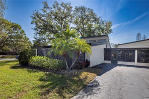 692 WHITE PINE TREE