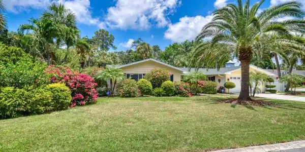 806 CAMELIA