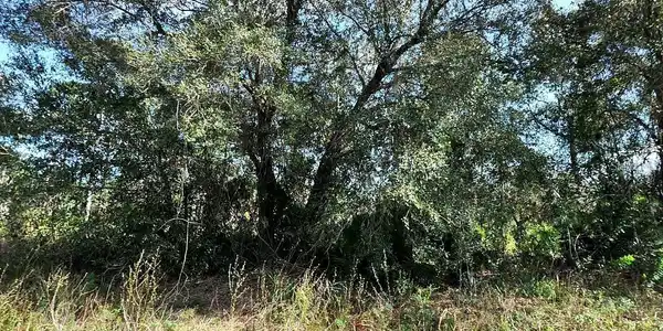 Image 2 Image 2