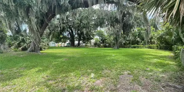 2829 Lime Tree