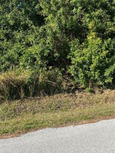 PALMETTO DRIVE