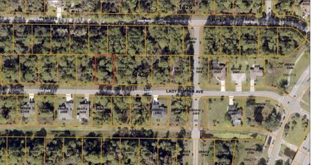 LADY SLIPPER AVENUE