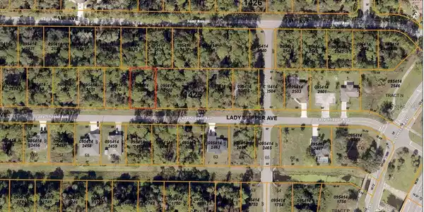 LADY SLIPPER AVENUE