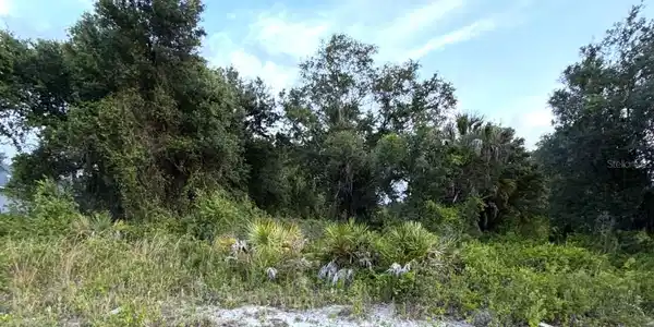 MANGROVE AVENUE
