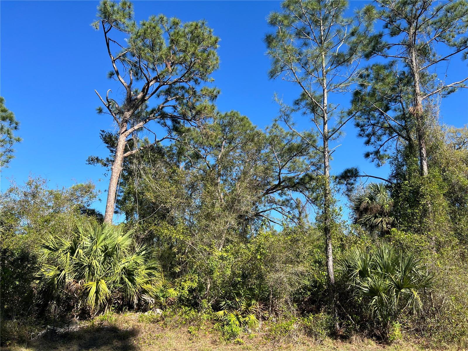 Image 1 Image 1