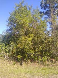 306 MCDILL DRIVE