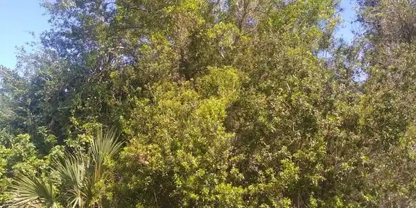 306 MCDILL DRIVE