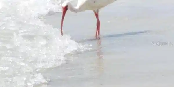Image 4 Image 4