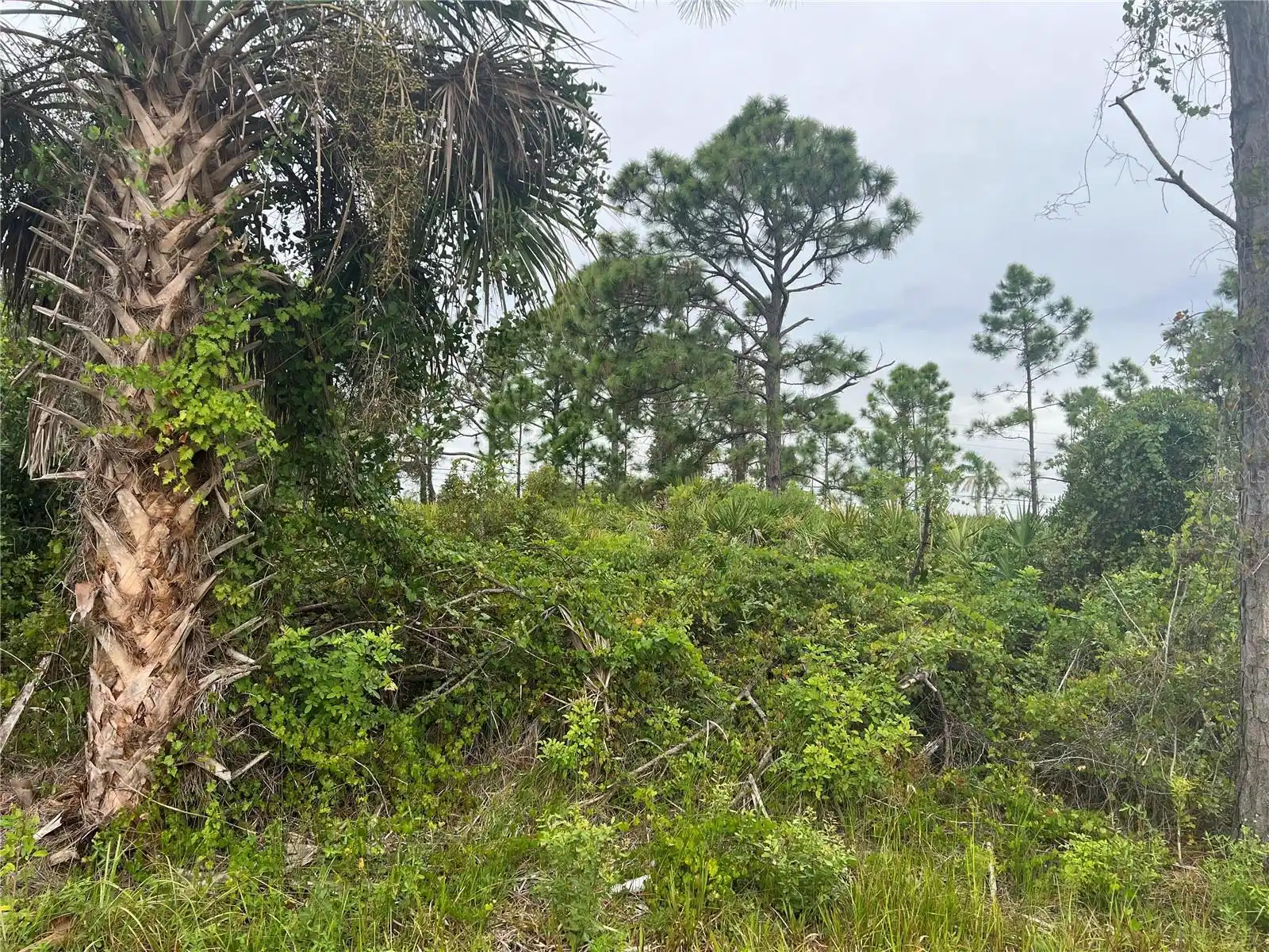 Image 1 Image 1